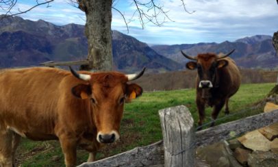 Vacas (Parque Natural y Reserva de la Biosfera de Redes, Asturias)
